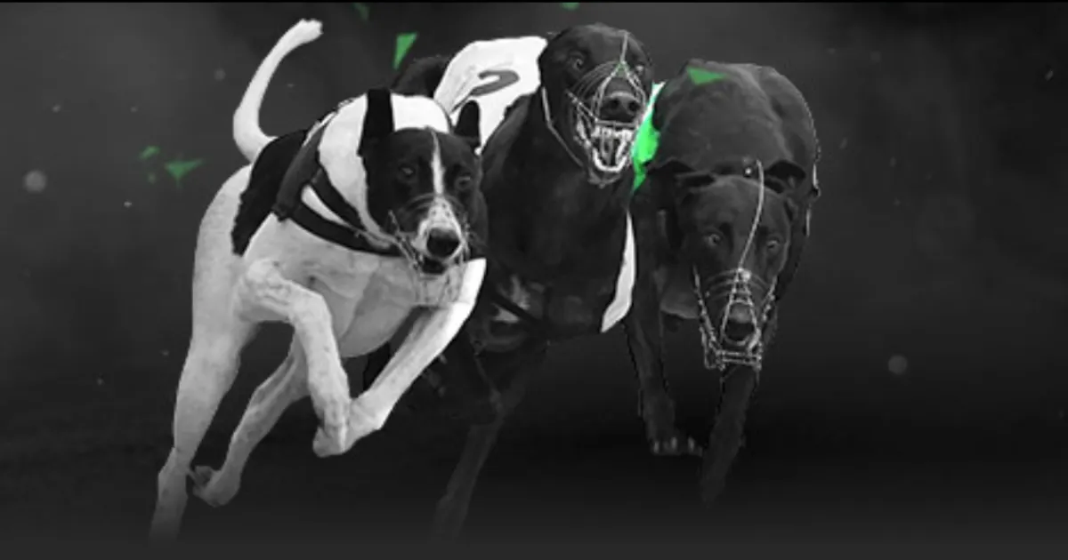 骆建佑羽毛,球公开赛两,局横扫李佳,太阳城,太阳城娱乐,太阳城app,太阳城赌场